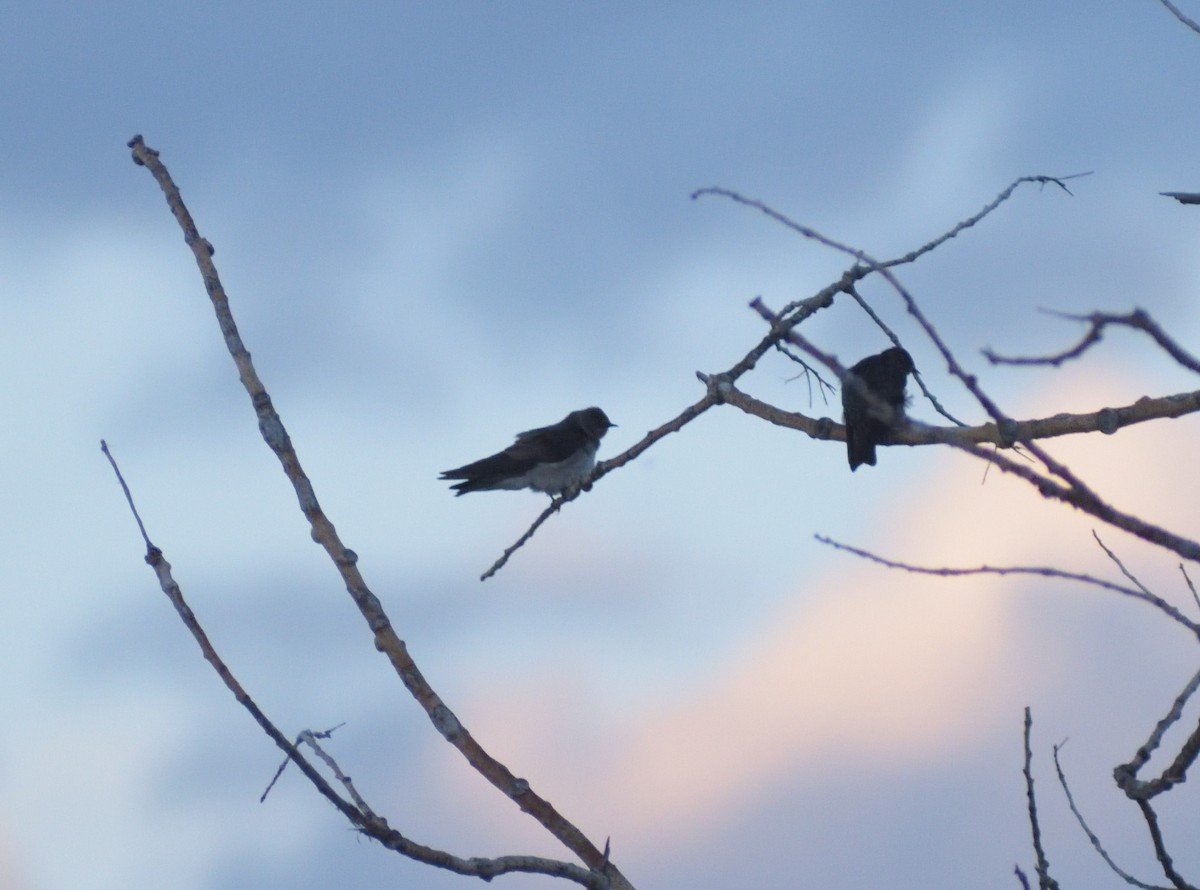 Golondrina Aserrada - ML620534008