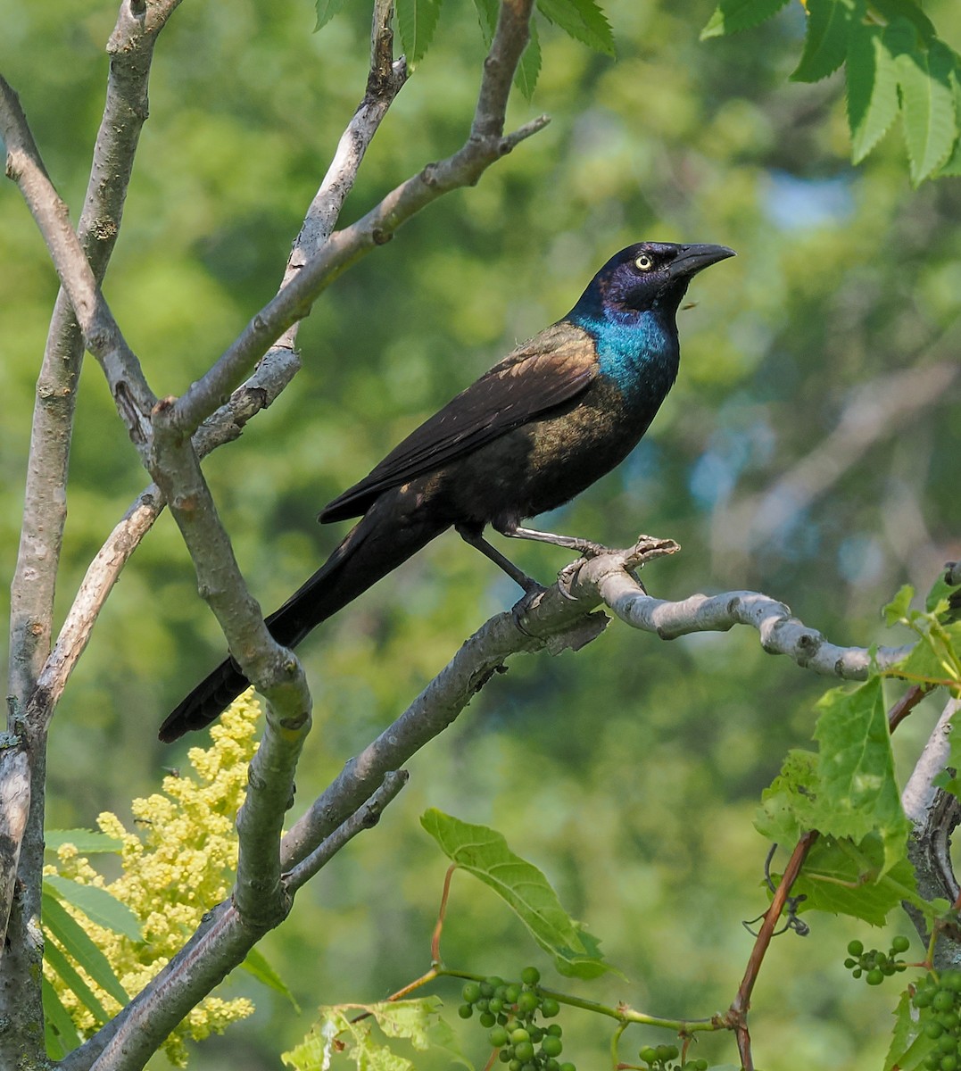 Common Grackle - ML620534009