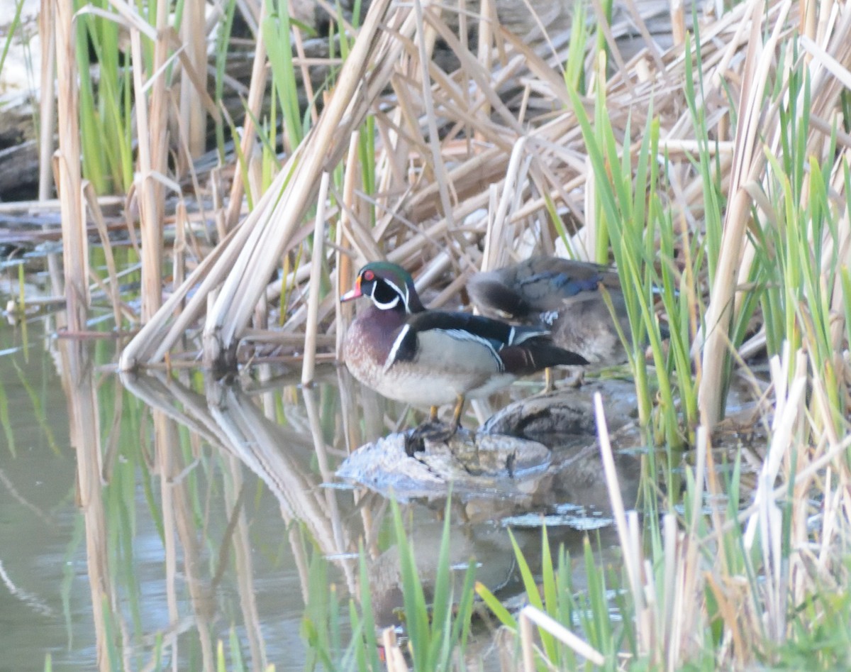 Wood Duck - ML620534010