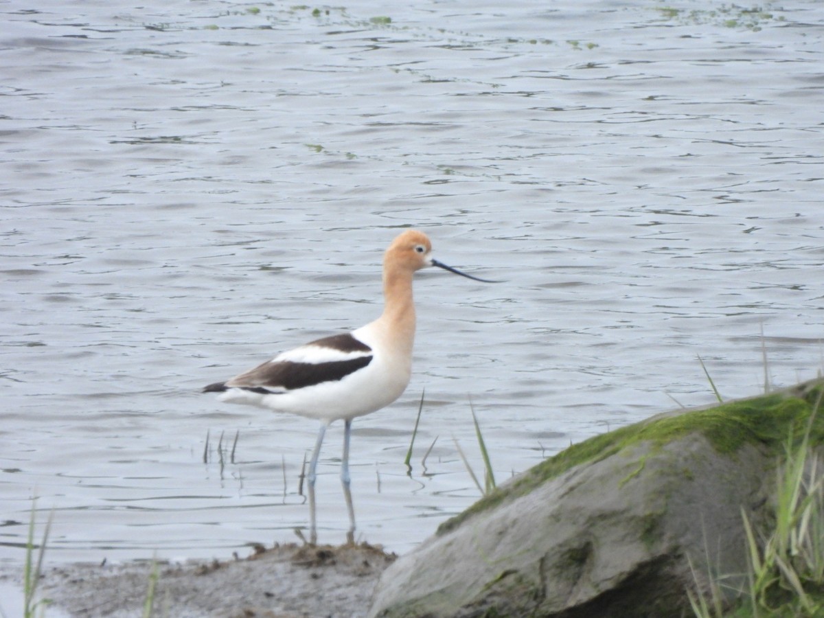 Avocette d'Amérique - ML620534012