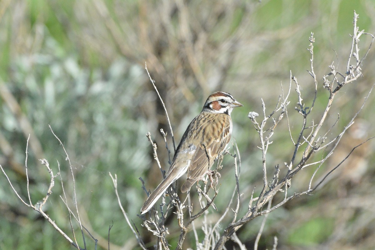 Lark Sparrow - ML620534014