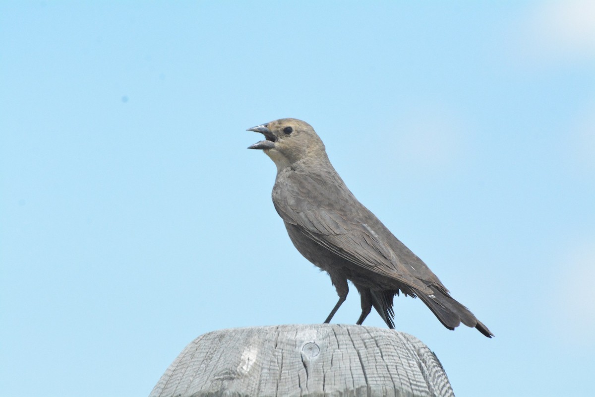 Brown-headed Cowbird - ML620534029