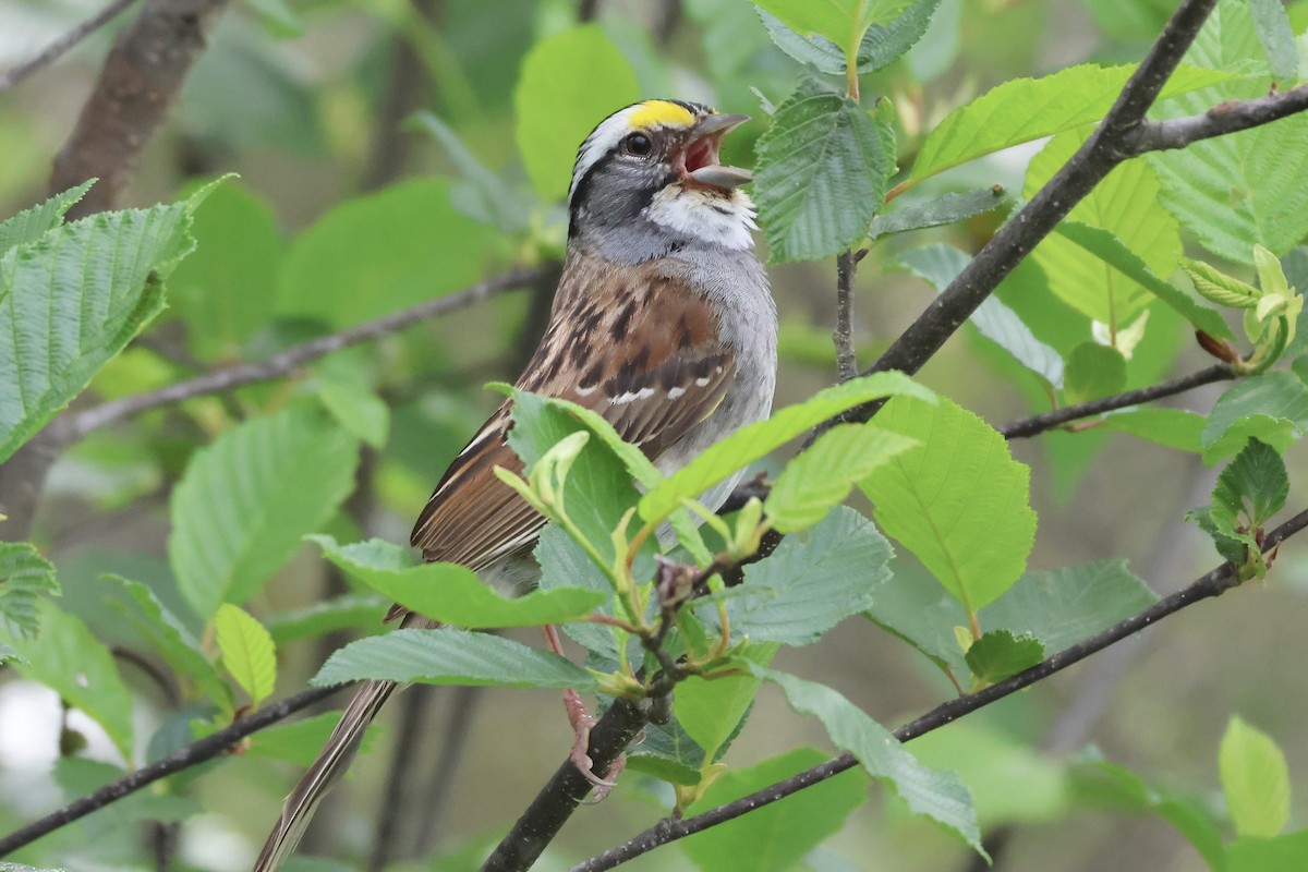 White-throated Sparrow - ML620534032