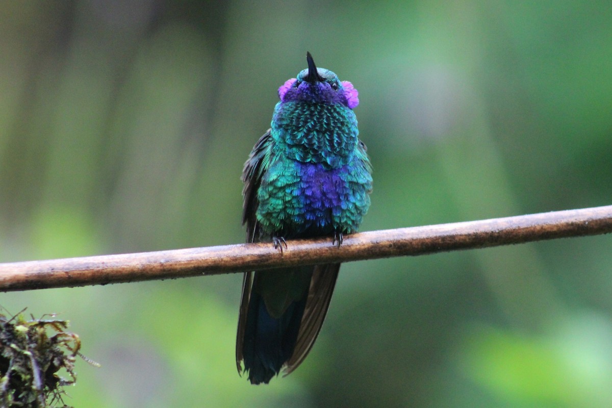 kolibřík modrolící - ML620534036
