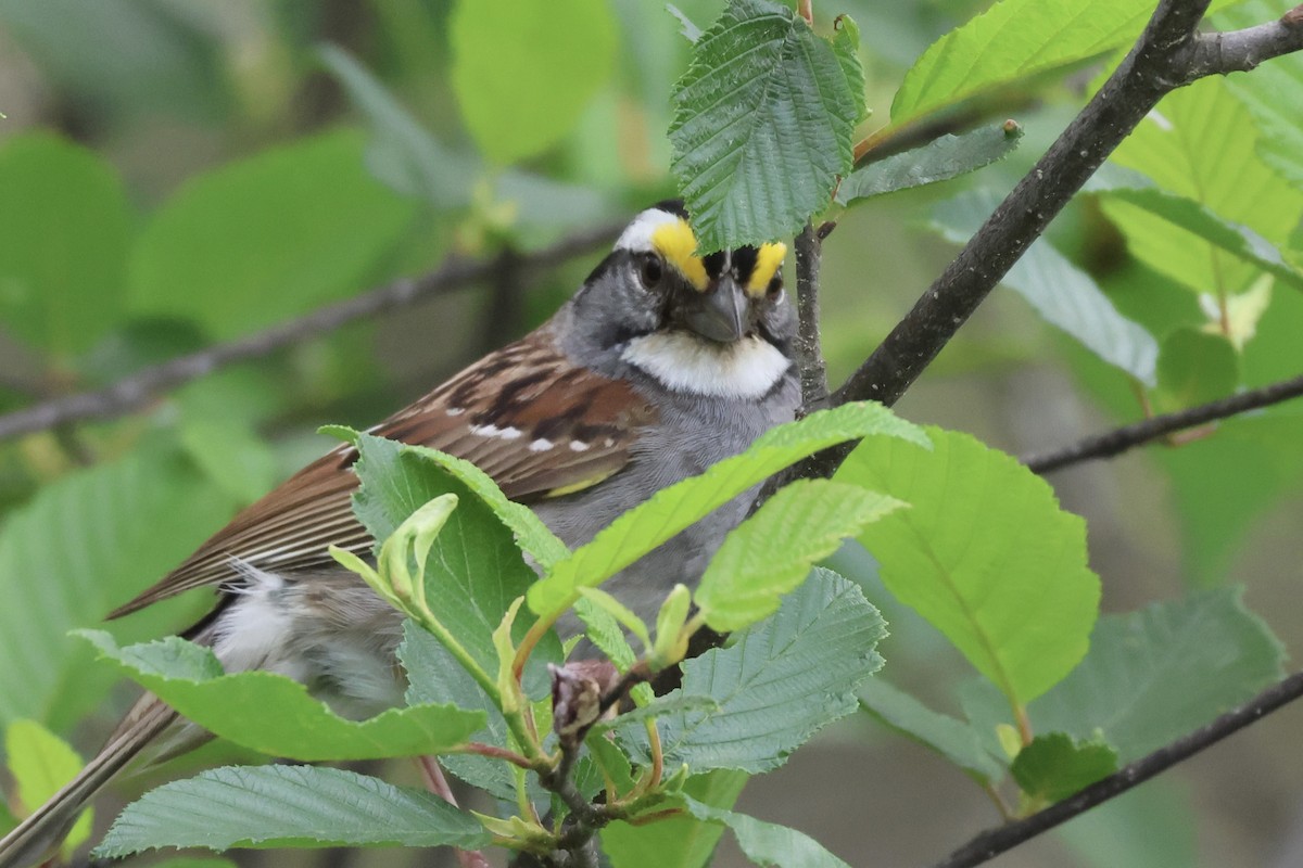 White-throated Sparrow - Gil Ewing