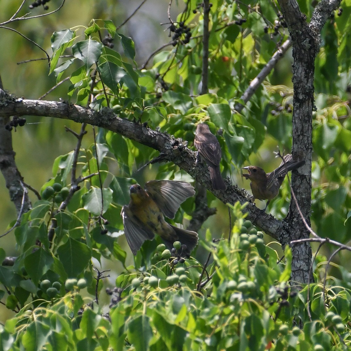 Blue Grosbeak - ML620534039