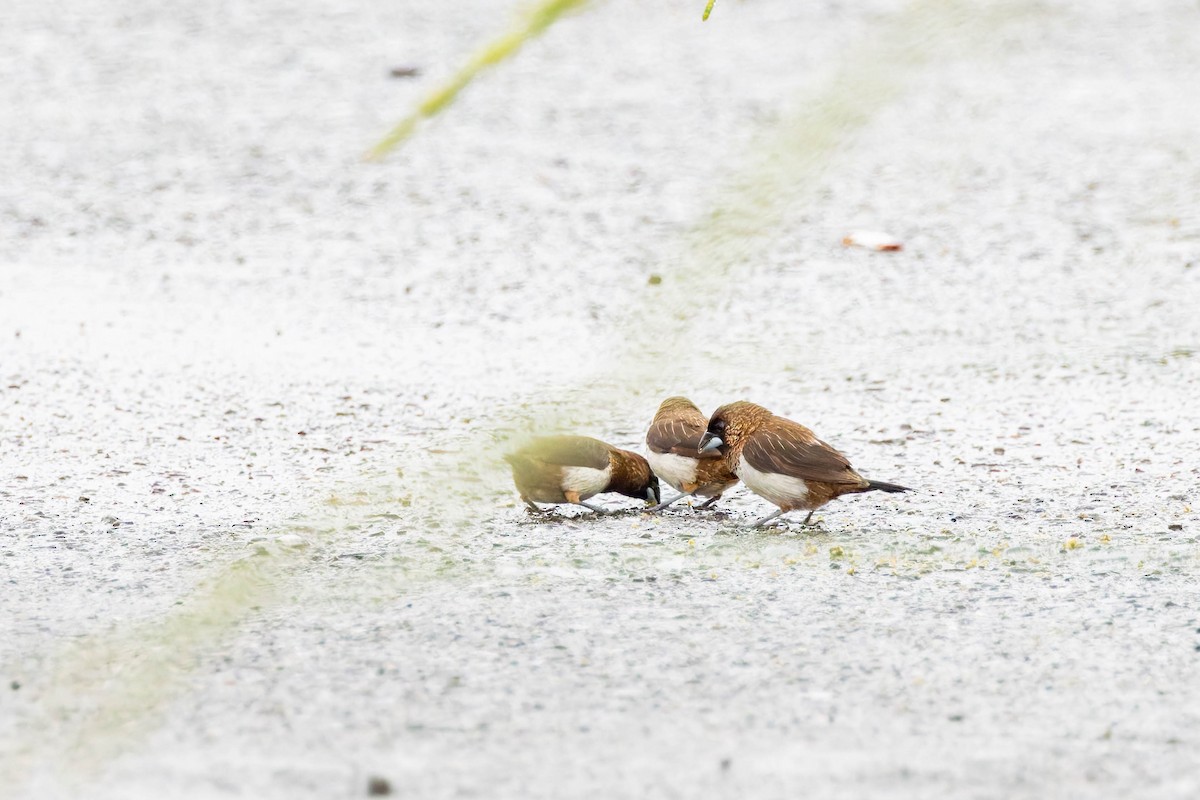 White-rumped Munia - ML620534040