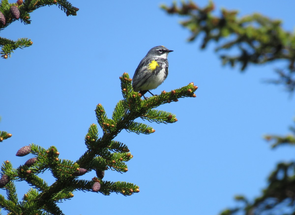 Yellow-rumped Warbler - ML620534051