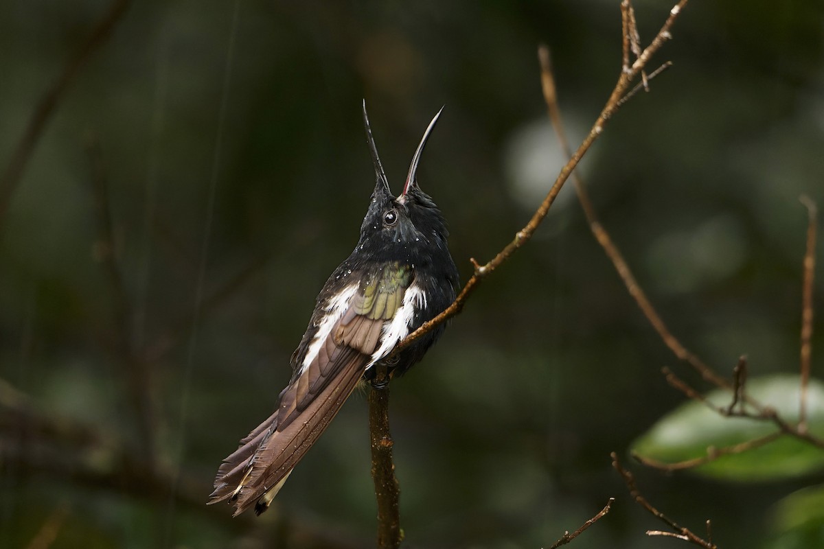 kolibřík černobílý - ML620534053