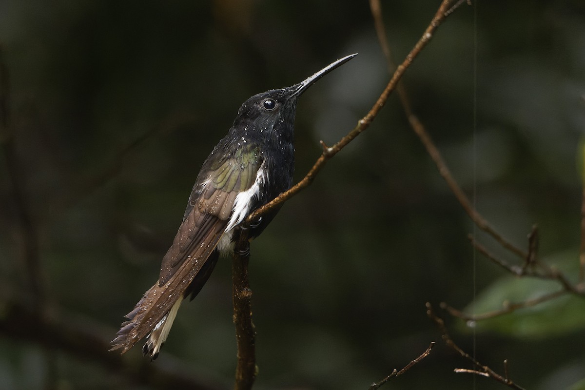 kolibřík černobílý - ML620534057