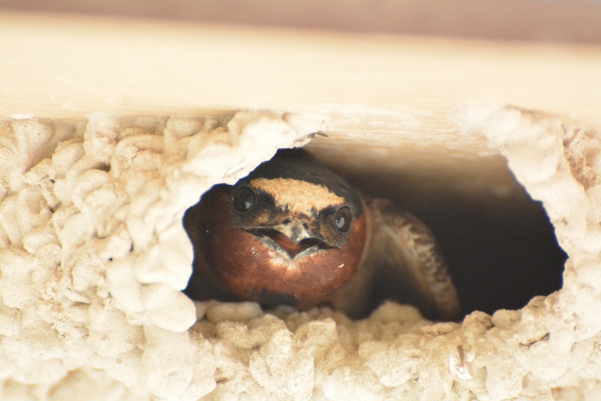 Cliff Swallow - ML620534066