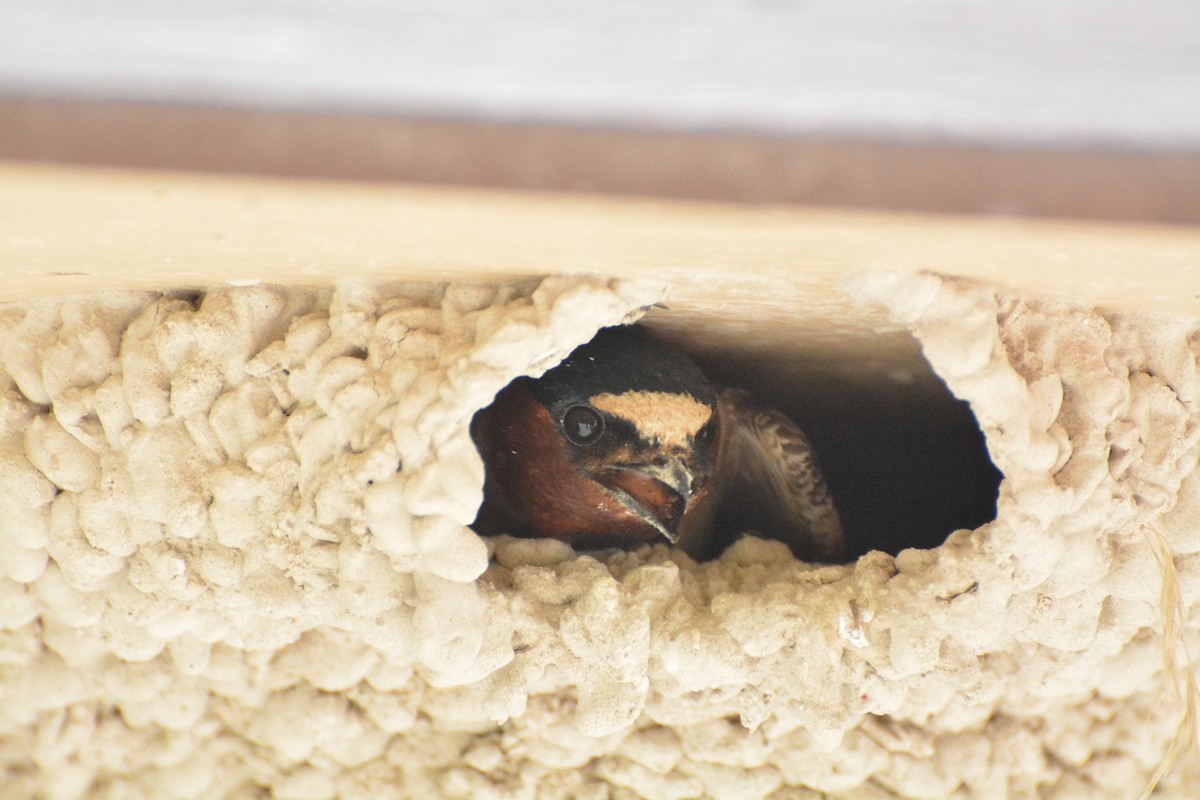 Cliff Swallow - ML620534067