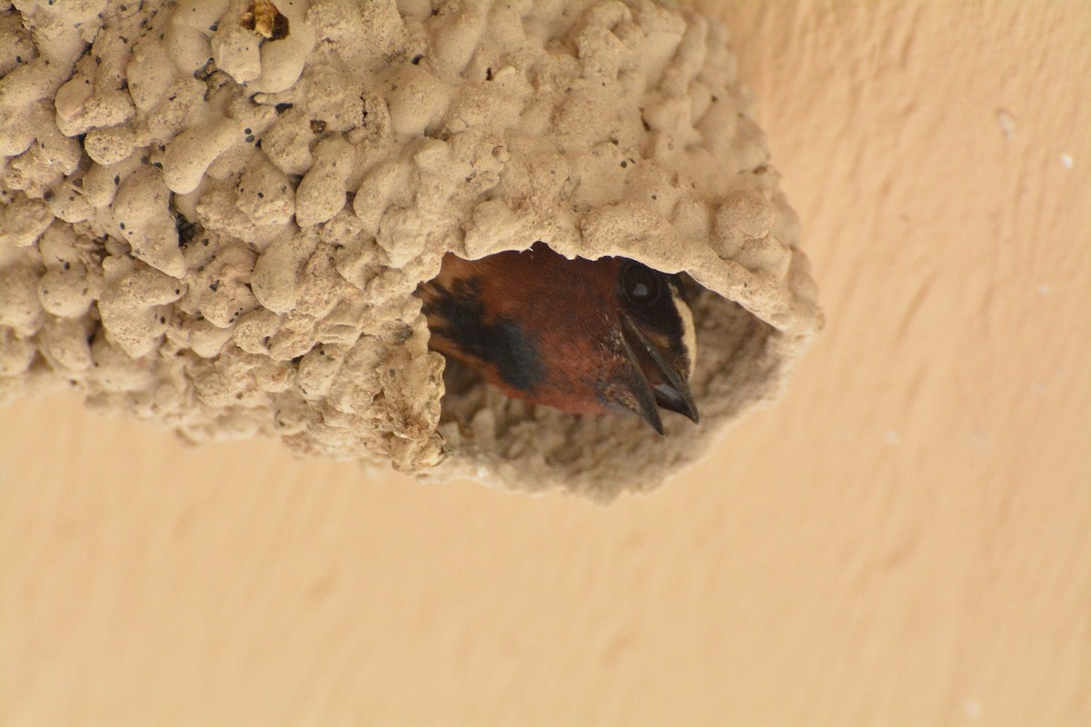 Cliff Swallow - ML620534069