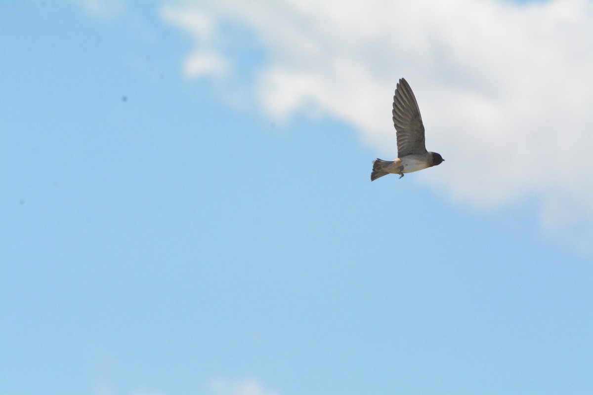 Cliff Swallow - ML620534076