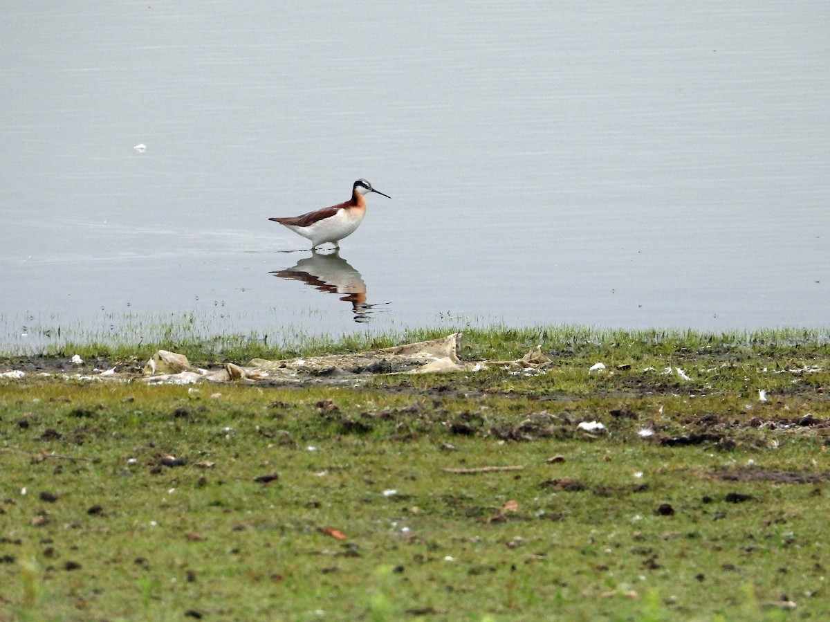 Falaropo Tricolor - ML620534084