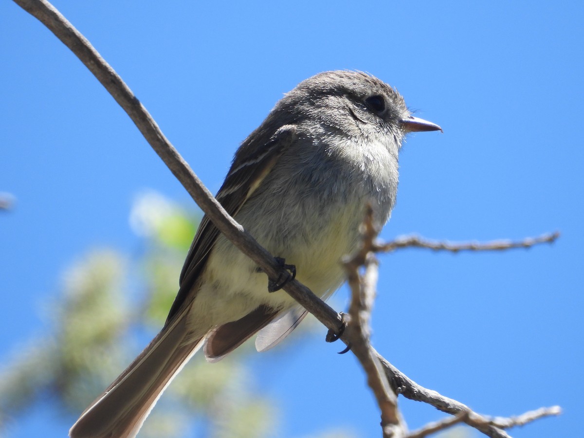 Dusky Flycatcher - ML620534085