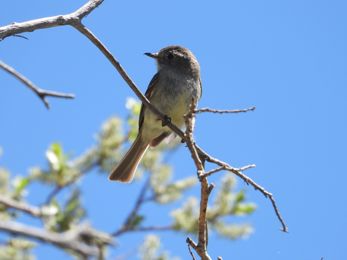 Dusky Flycatcher - ML620534086