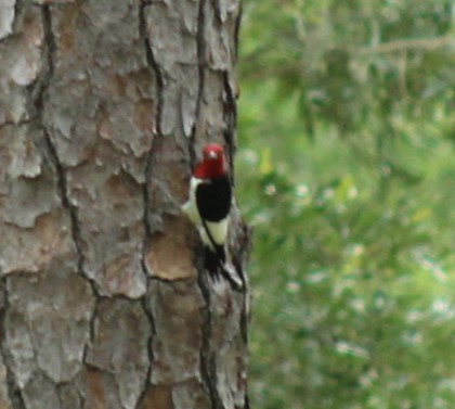 Pic à tête rouge - ML620534089