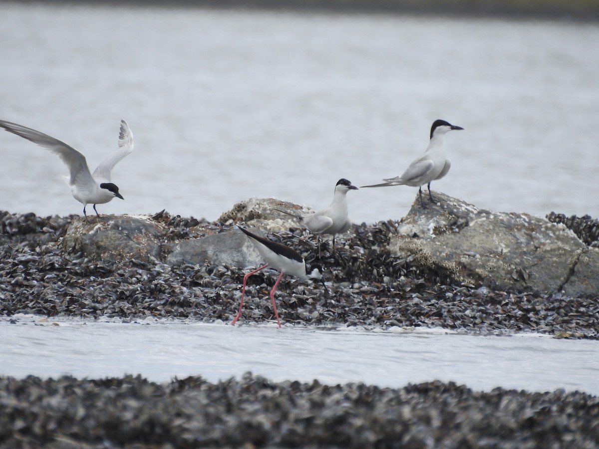 Gull-billed Tern - ML620534094