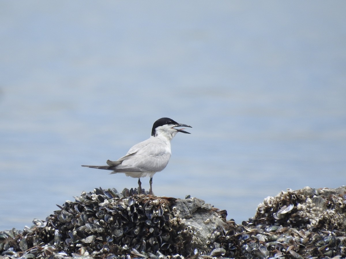 Gull-billed Tern - ML620534095