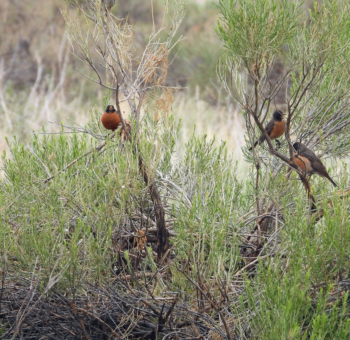 American Robin - Jack Robinson