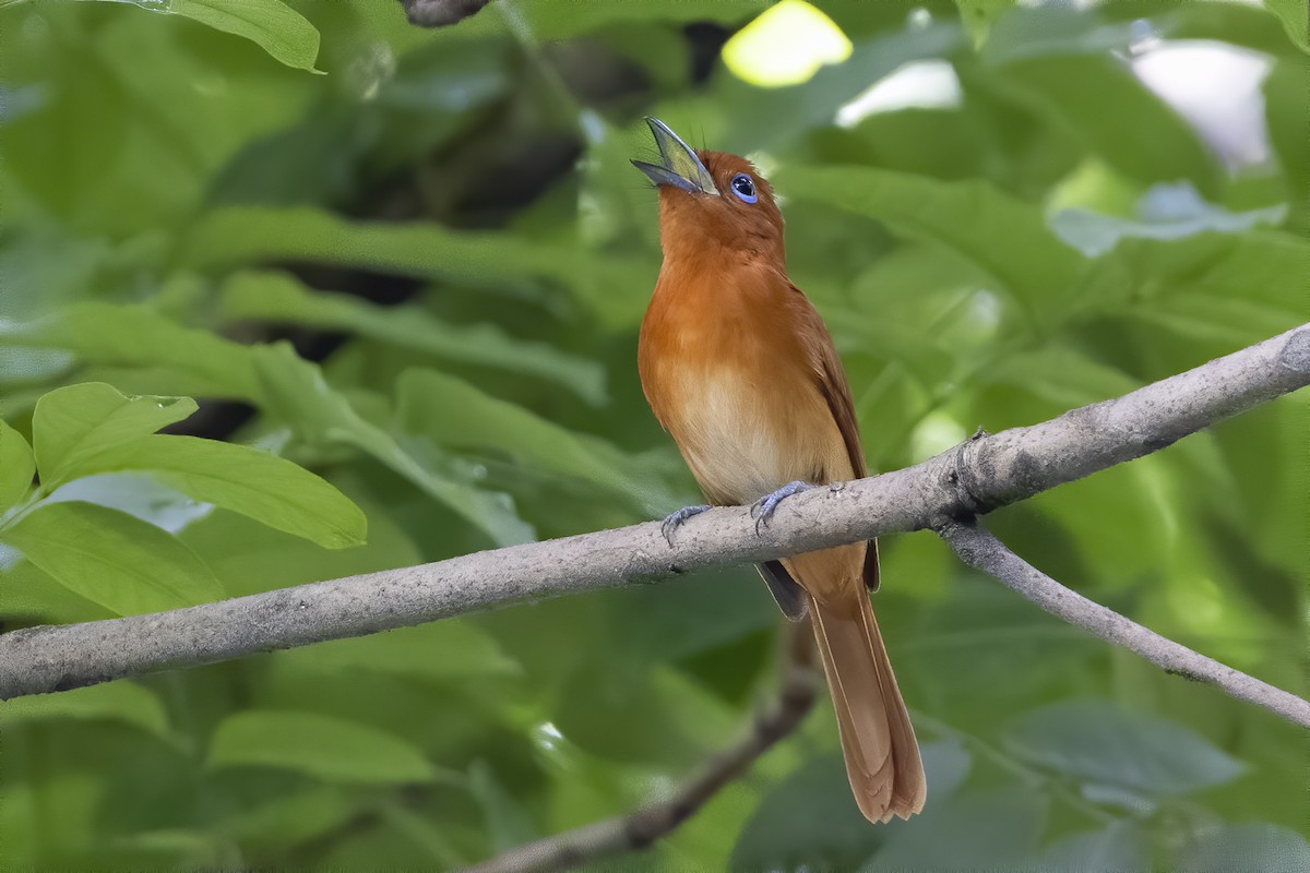 アカサンコウチョウ - ML620534111