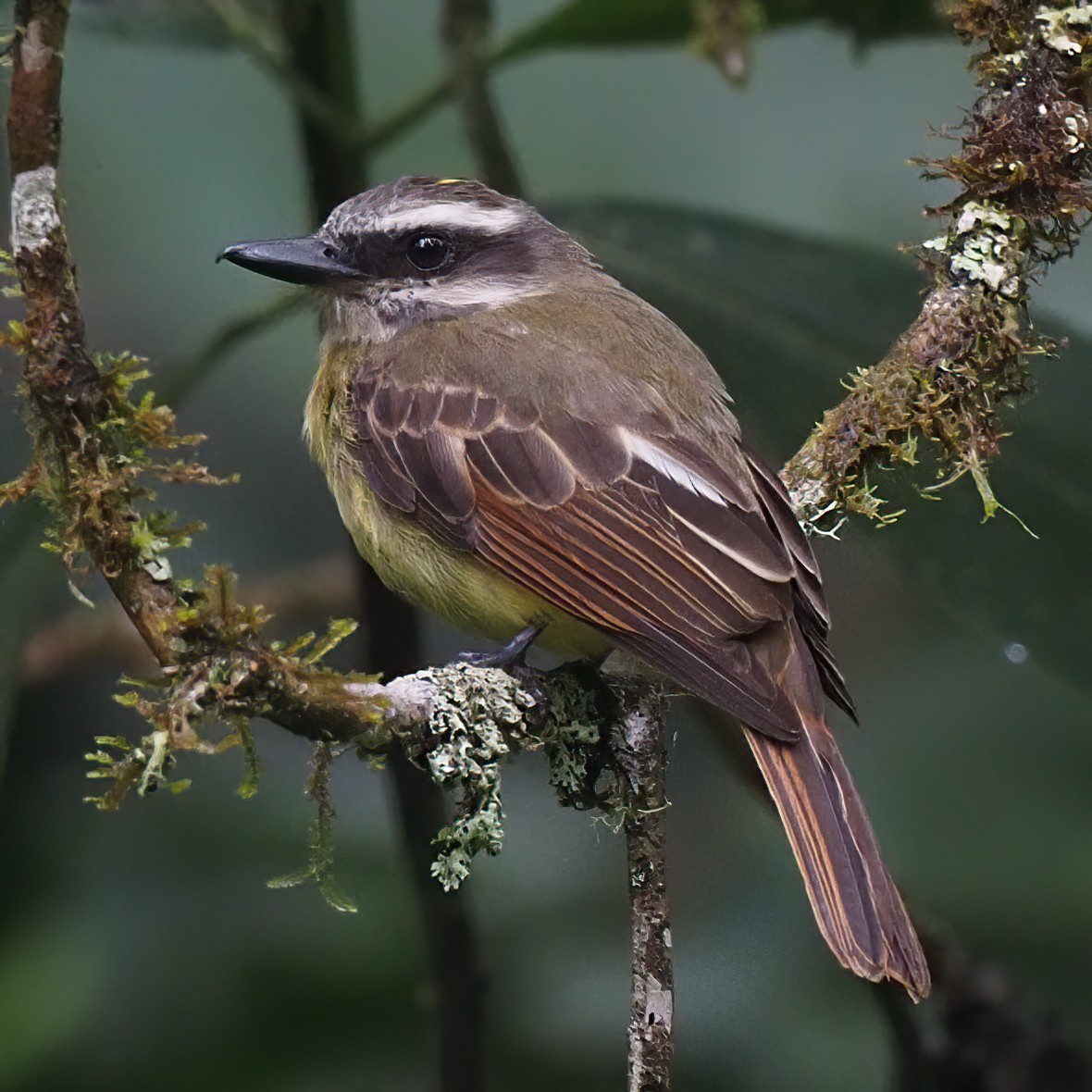 アカボウシヒタキモドキ - ML620534114