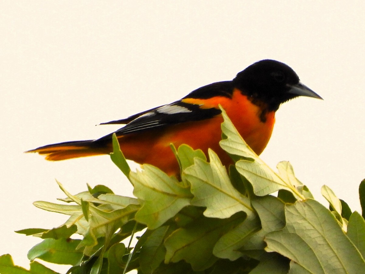 Baltimore Oriole - ML620534122