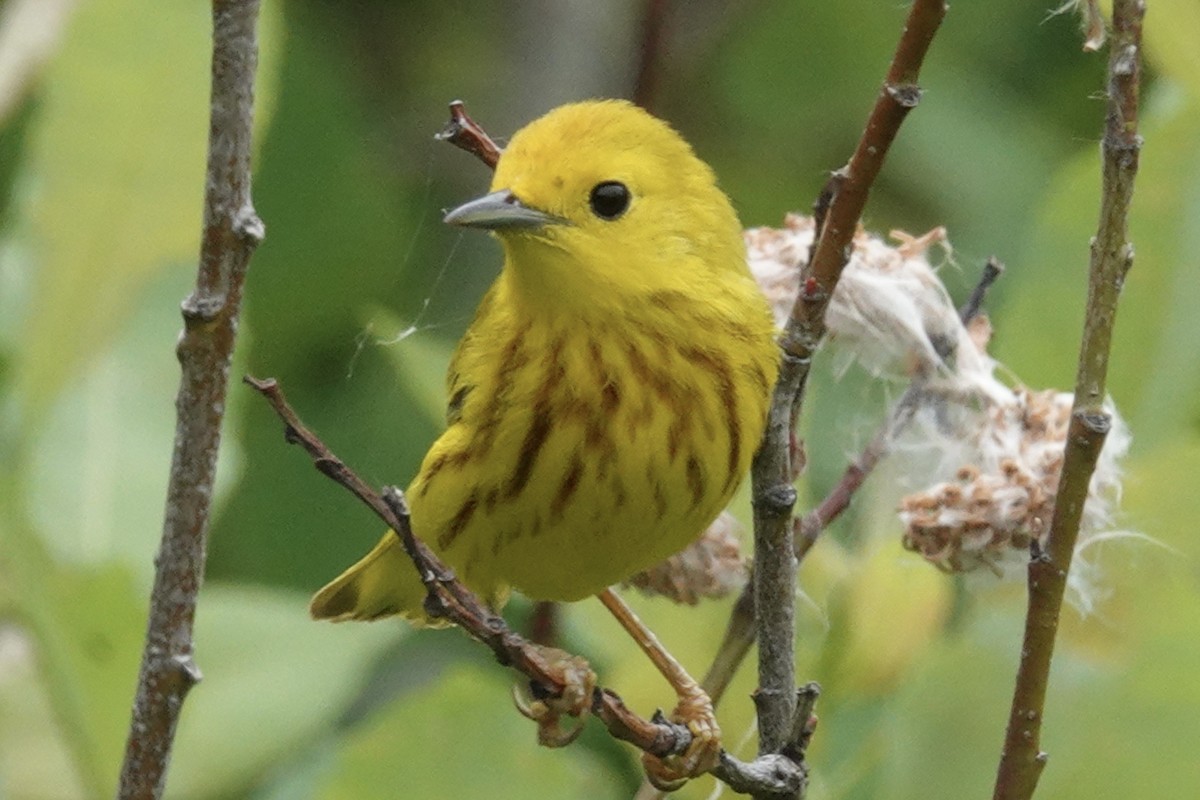 Paruline jaune - ML620534124