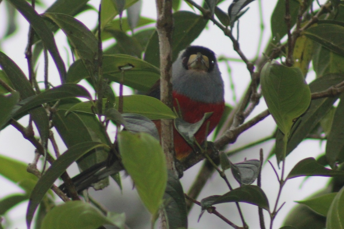 Toucan Barbet - ML620534125