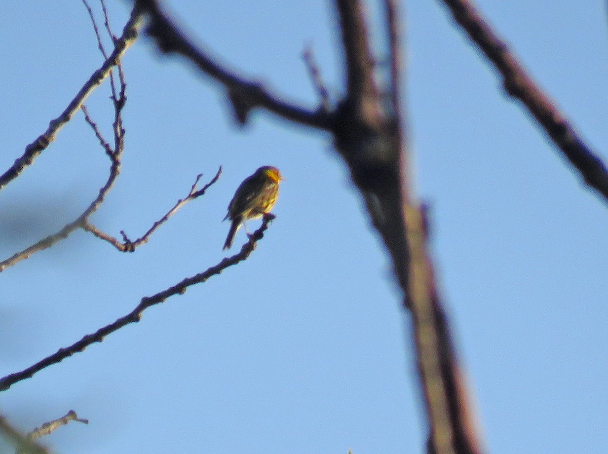 Cape May Warbler - ML620534131