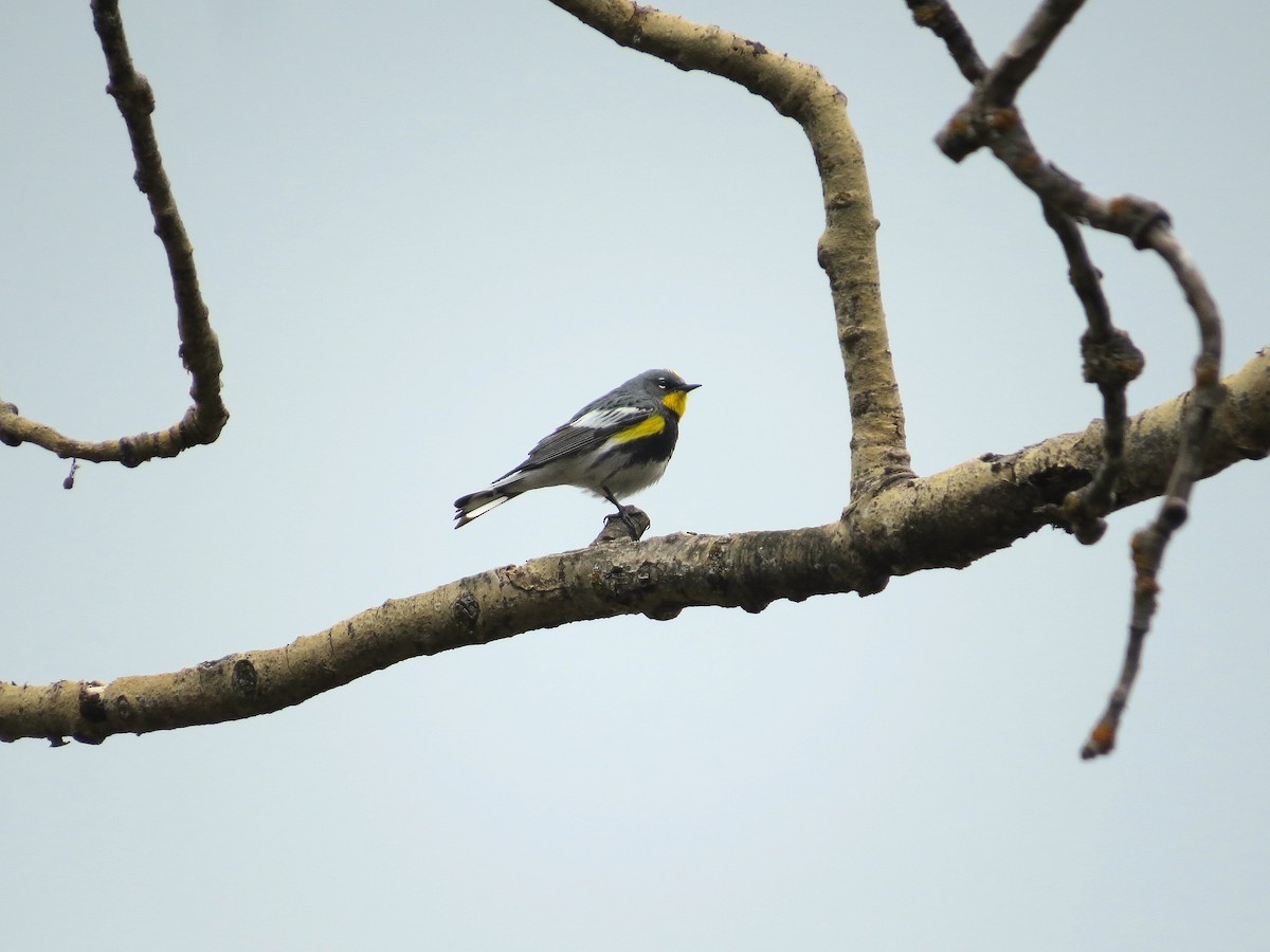 Yellow-rumped Warbler (Audubon's) - ML620534133