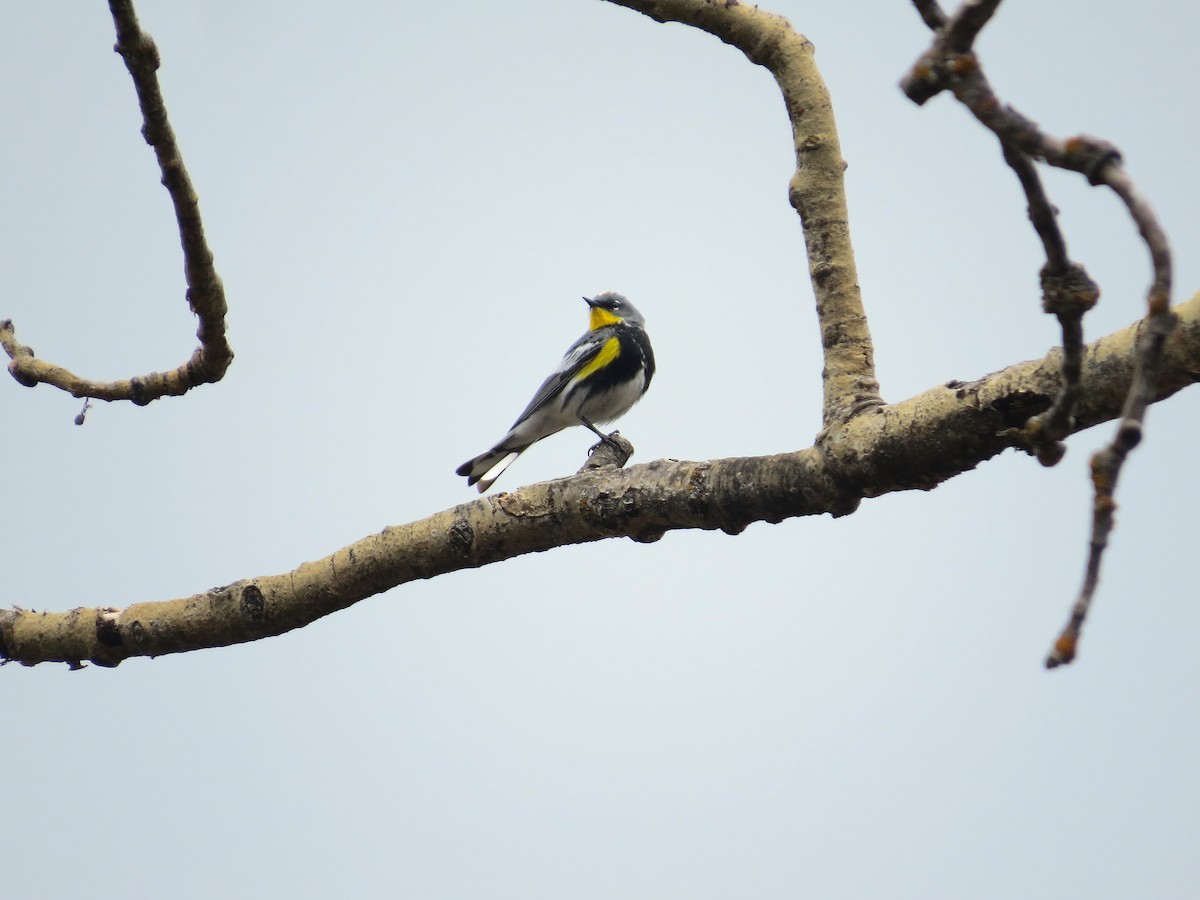 Yellow-rumped Warbler (Audubon's) - ML620534134