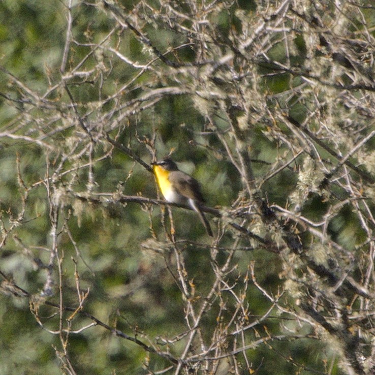 Yellow-breasted Chat - ML620534140