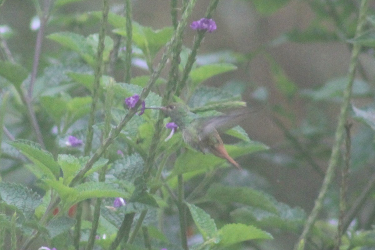 Rufous-tailed Hummingbird - ML620534142