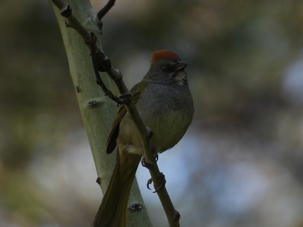 Green-tailed Towhee - ML620534146