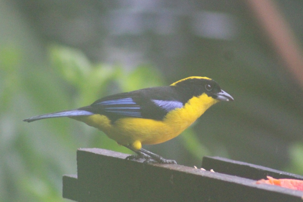 Blue-winged Mountain Tanager - ML620534149