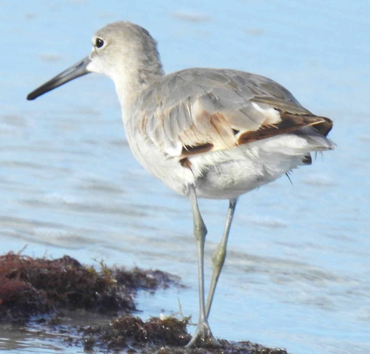 Willet - ML620534172