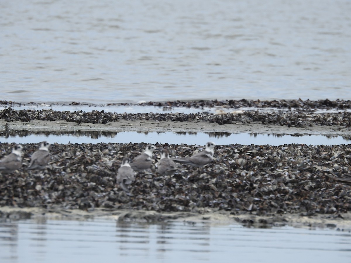 Black Tern - ML620534175