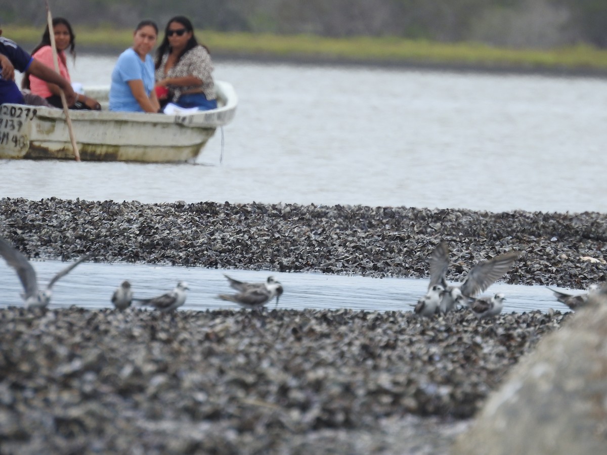 Black Tern - ML620534176