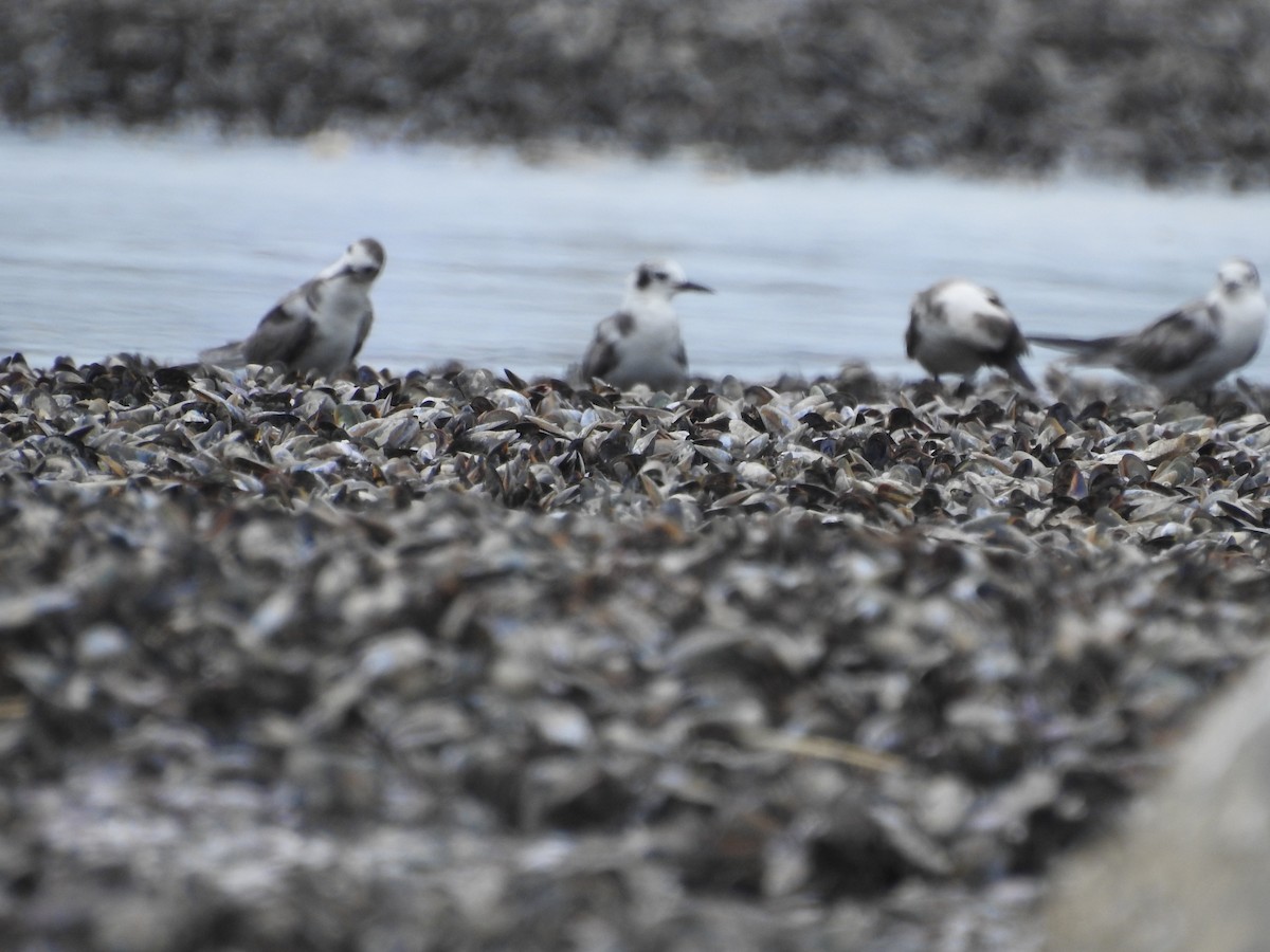 Black Tern - ML620534178