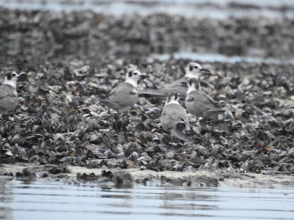 Black Tern - ML620534179