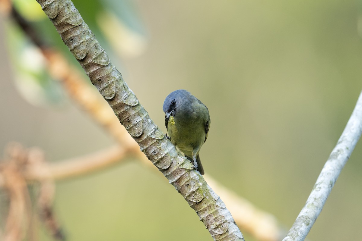 Yellow-winged Tanager - ML620534180