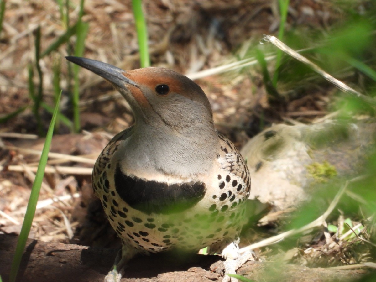 Northern Flicker (Red-shafted) - ML620534181