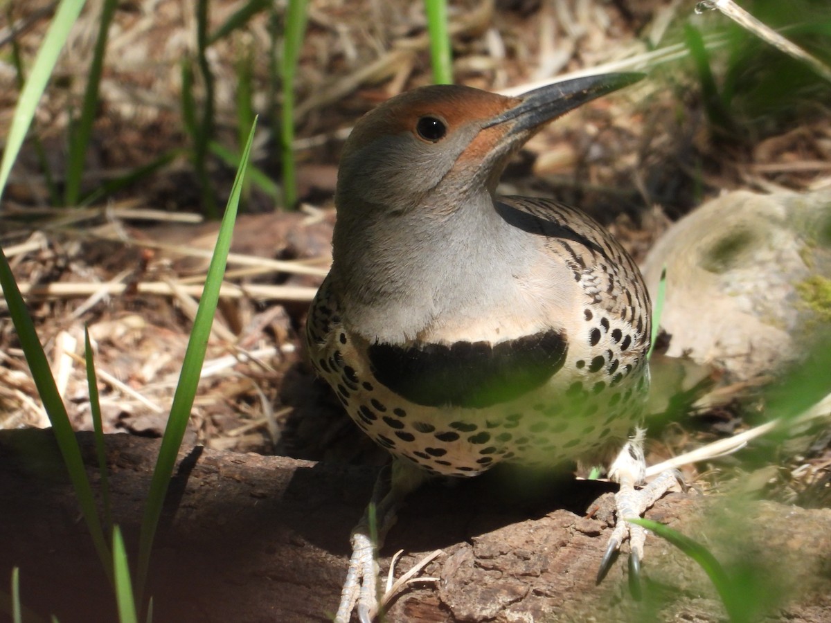 Northern Flicker (Red-shafted) - ML620534182