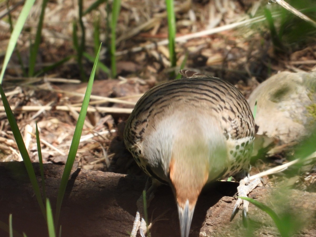 Northern Flicker (Red-shafted) - Colby Neuman