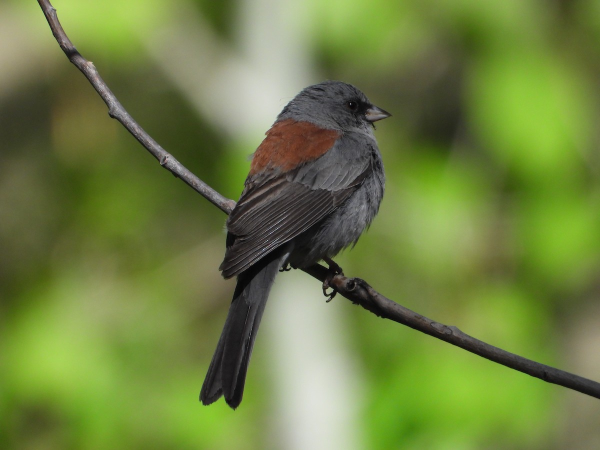 Junco ardoisé - ML620534202