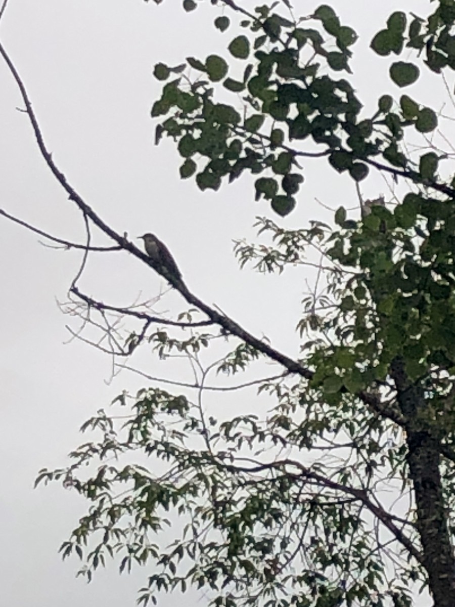 Black-billed Cuckoo - ML620534206