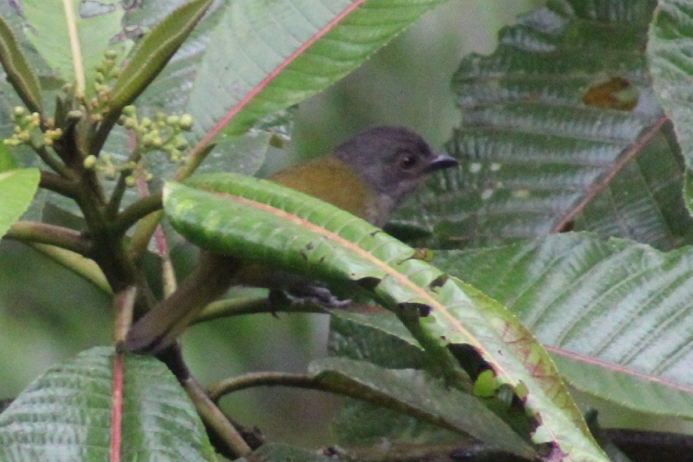 Dusky Chlorospingus - ML620534210