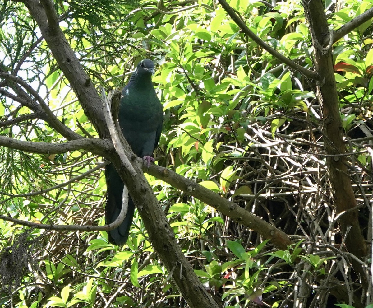 Black Wood-Pigeon - ML620534215